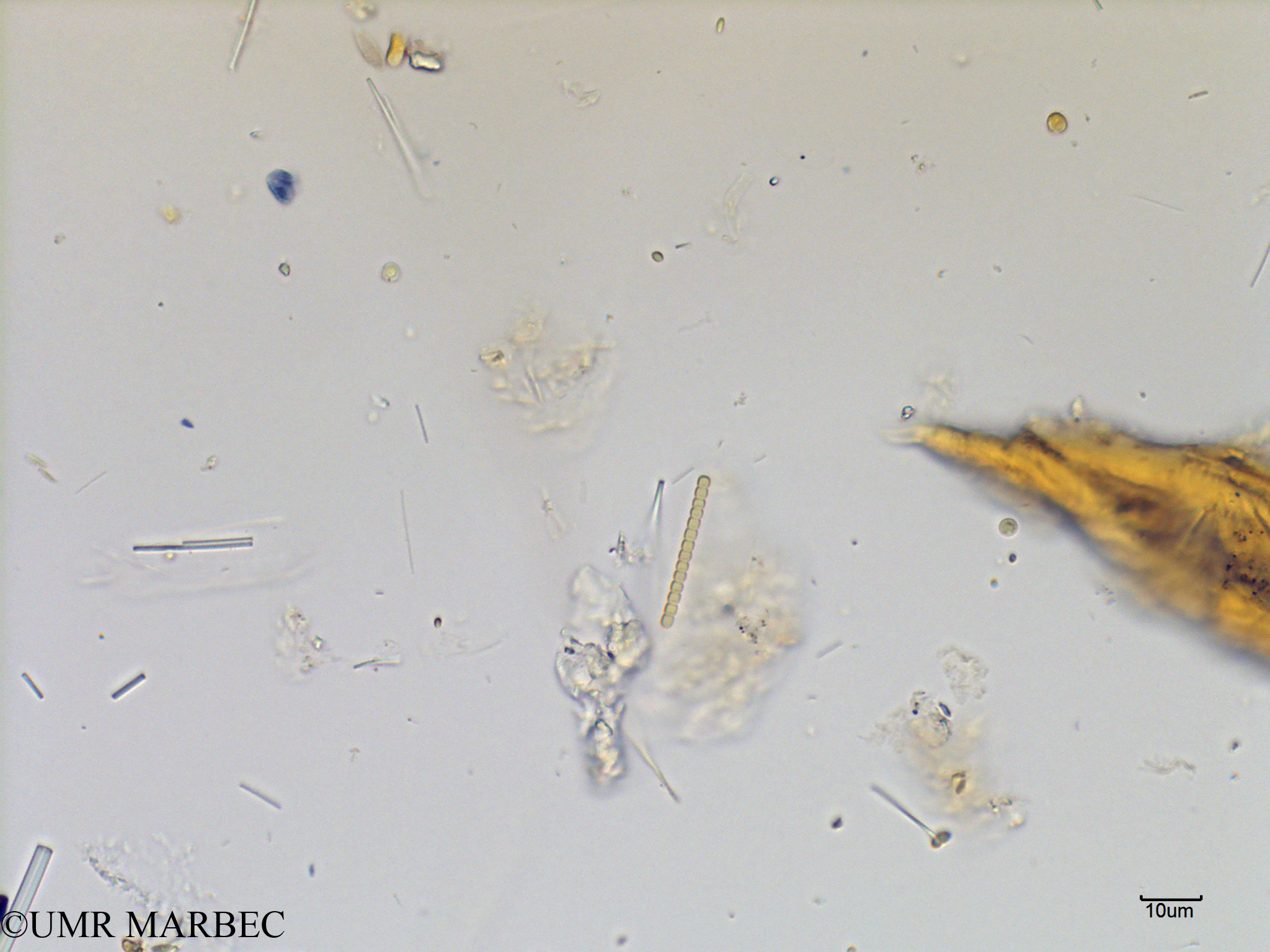 phyto/Scattered_Islands/mayotte_lagoon/SIREME May 2016/Oscillatoriale spp (MAY7_cyano petite).tif(copy).jpg